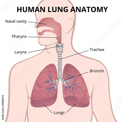 human lungs, trachea and nasopharynx photo