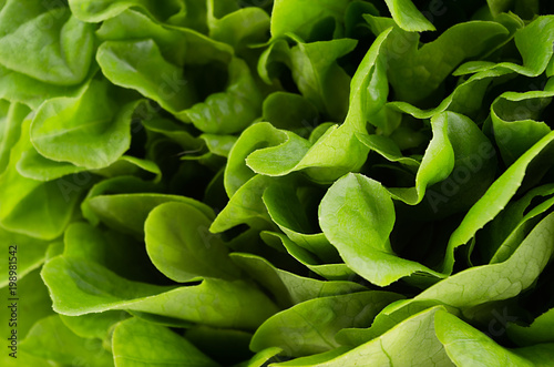 Bright fresh green leaves lettuce as background. Healthy summer raw food backdrop.