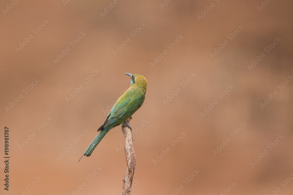 Obraz premium Little bee-eater