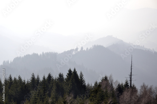 Fototapeta Naklejka Na Ścianę i Meble -  Schwarzwaldidyll im diesigen Nebel