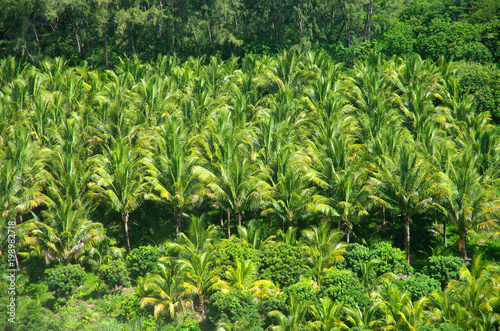 Tropiques - La palmeraie du Butor