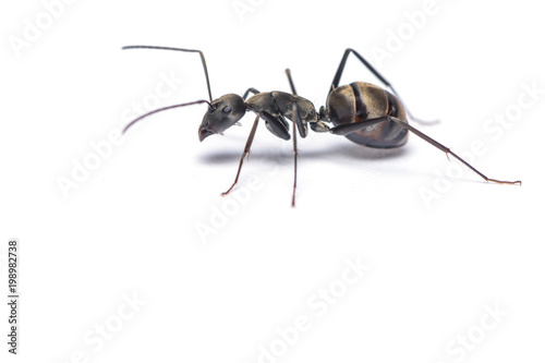 A close up shot of carpenter ant isolated on white background.