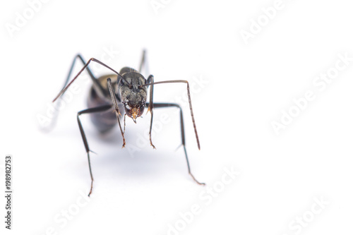 A close up shot of carpenter ant isolated on white background.