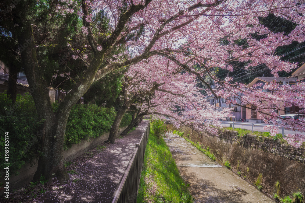 京都 - 桜