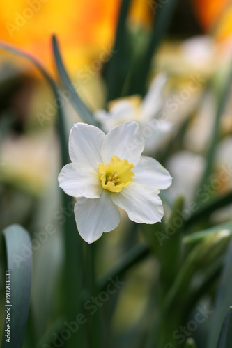 Narcissus the growing close up  White with the yellow center  vertically. Macro. Narcissus. Amaryllidaceae family.