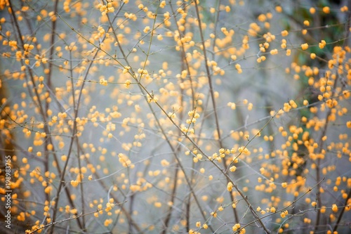Flowering plant in nature. Branch with spring flowers of yellow color. © Fotoproff