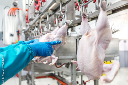 Εκτύπωση καμβά Worker in blue uniform holding hands chicken carcass suspended from the equipmen