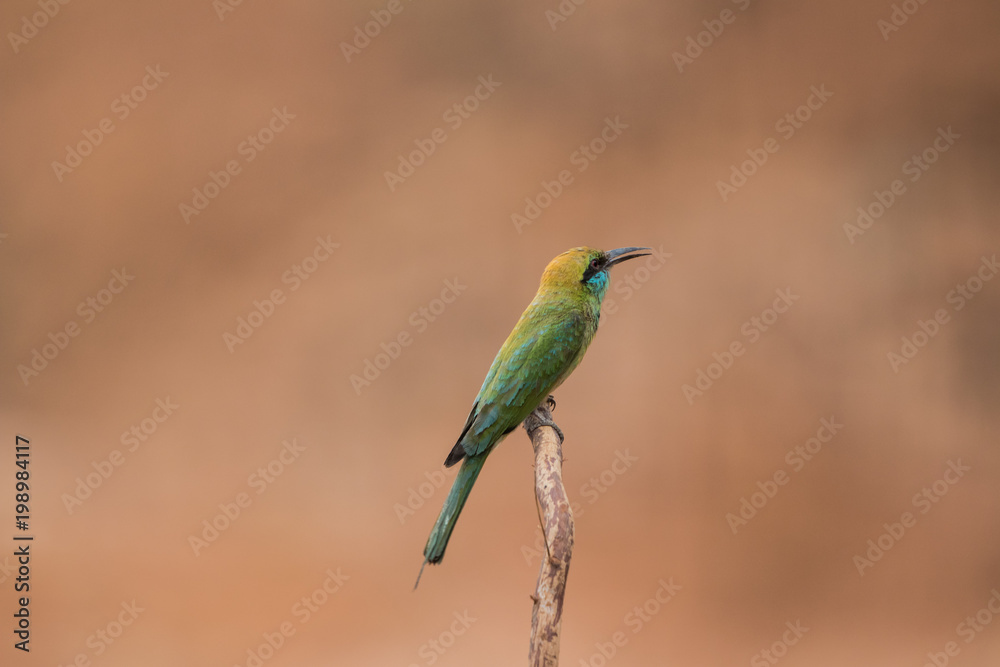Little bee-eater Little bee-eater