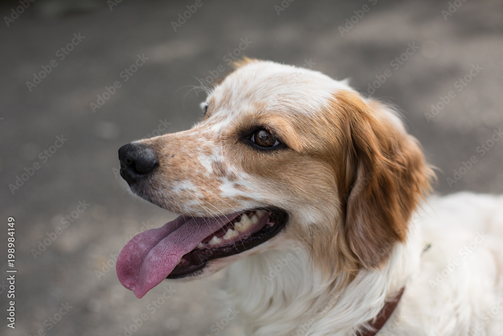 Close up Portrait of a homeless dog looking for its new owner and hopes that it will have new life in a new home soon. white and red muzzle dog
