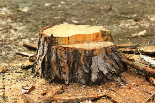 Stump after a freshly cut pine tree, forestry
