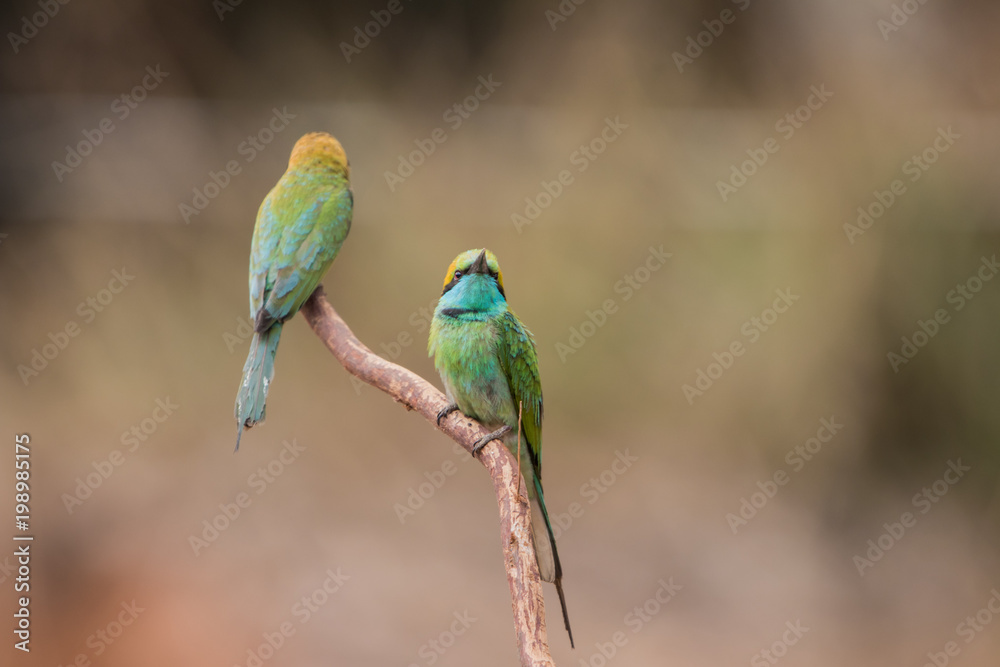 Little bee-eater Little bee-eater