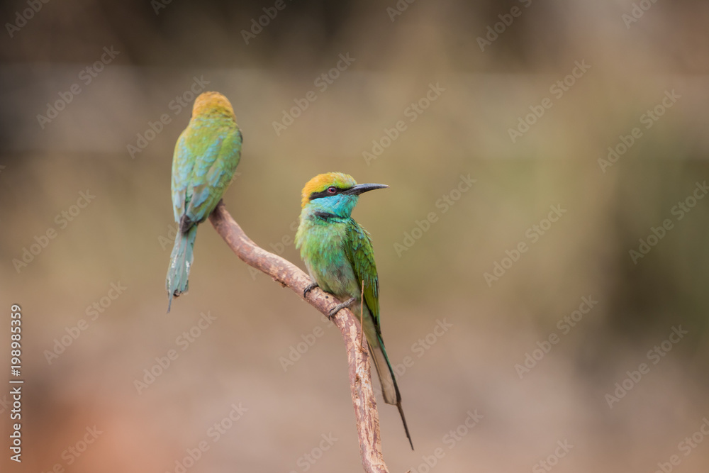Obraz premium Little bee-eater