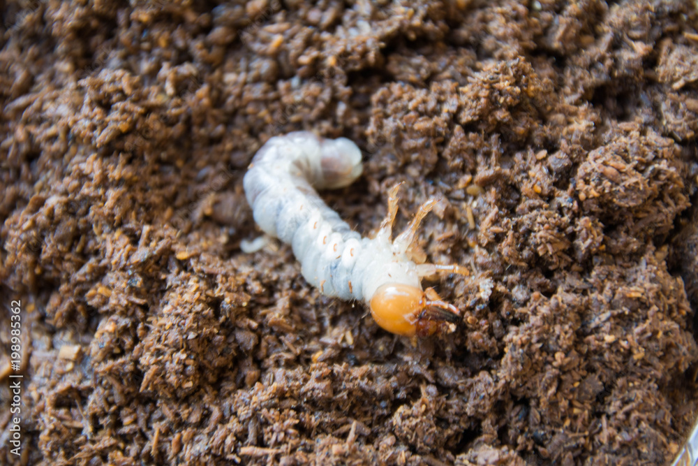 Naklejka premium Larva of stag beetle - Cyclommatus metallifer.