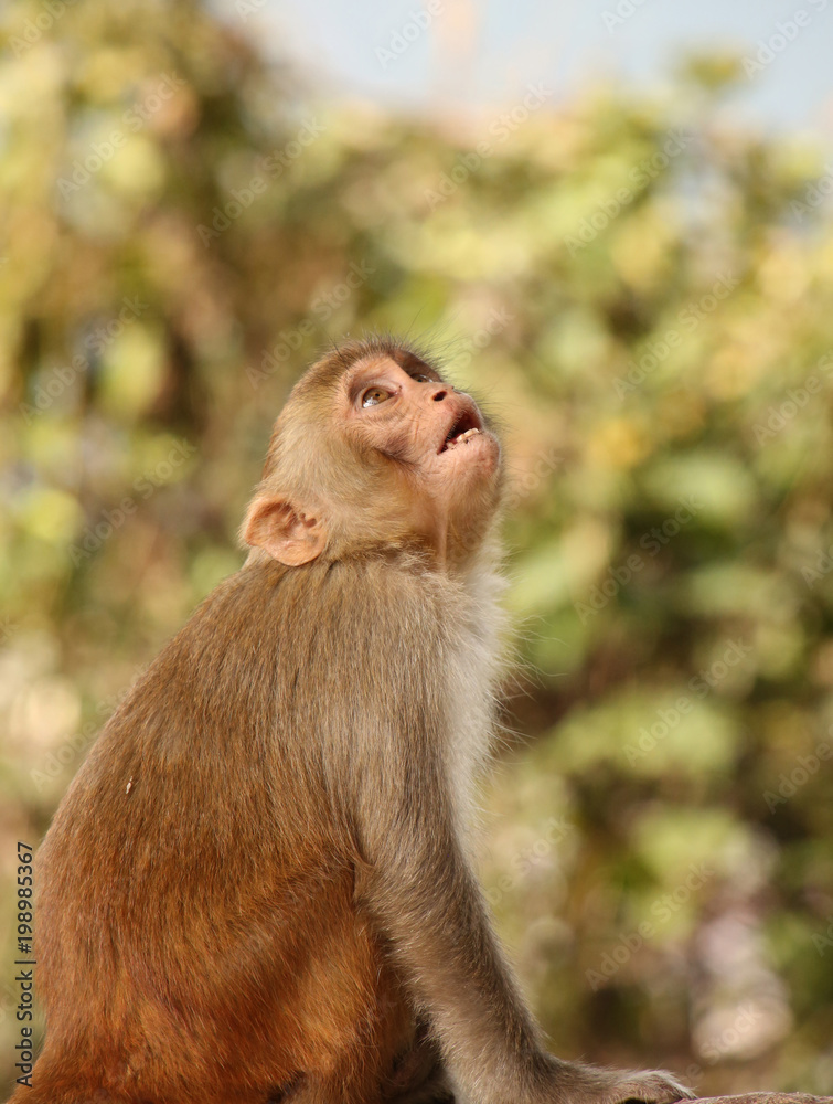 Surprised Monkey at the Swayambhu Nath temple, Kathmandu, Nepal. Surprised Monkey at the Swayambhu Nath temple, Kathmandu, Nepal.