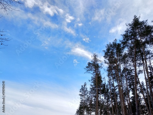 The top of the pine trees on the background of the sky