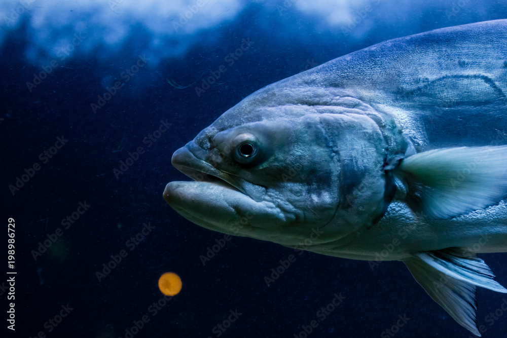 colorful fish underwater colorful fish underwater