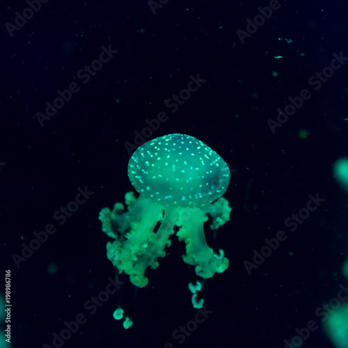 colorful jellyfish underwater