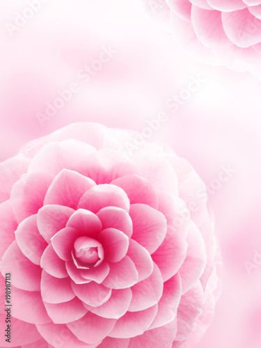 Pink camellia flower background