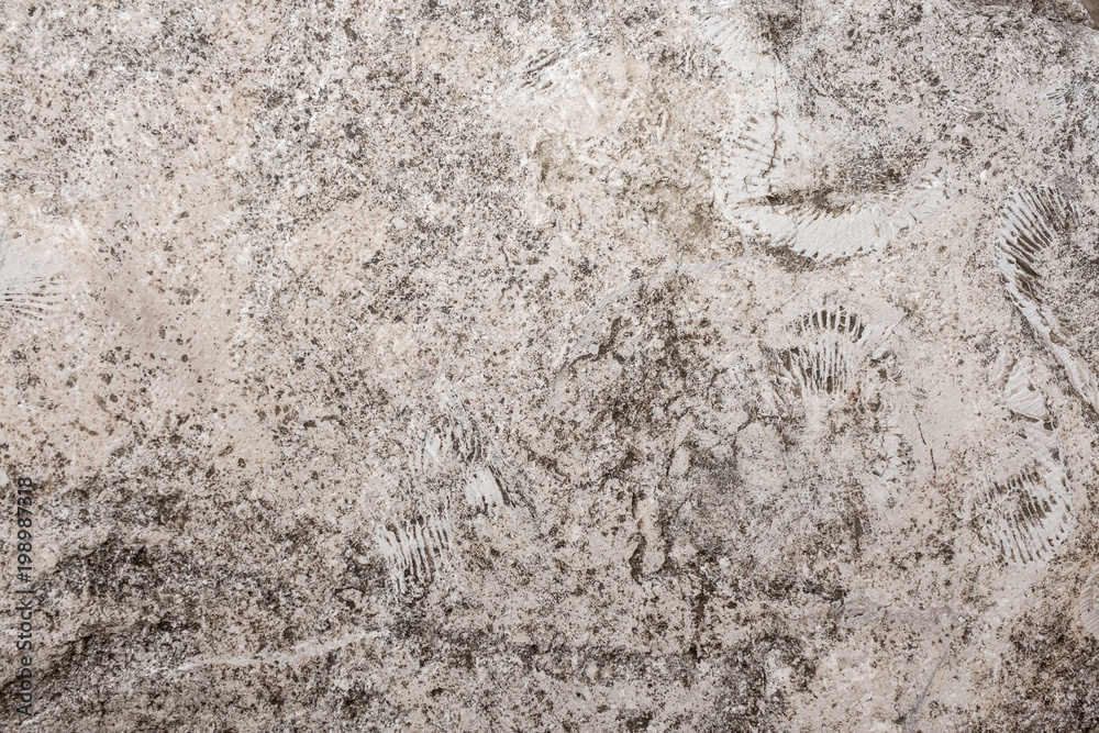 Natural stony background of porous flat rock with relief prints of seashells. Natural stony background of porous flat rock with relief prints of seashells.