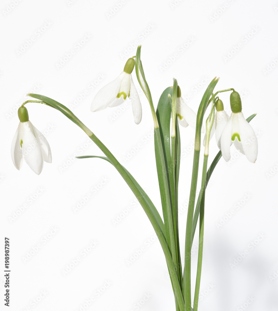 Schneegloeckchen, Galanthus nivalis Schneegloeckchen, Galanthus nivalis