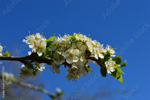 plum blossom