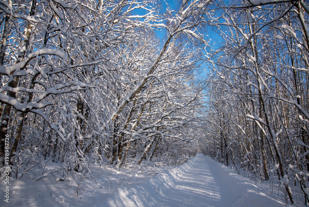 Winter road landscape in snow forest