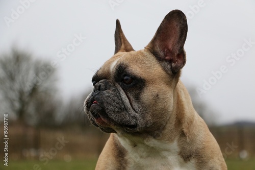 french bulldog head portrait in the garden © Bianca