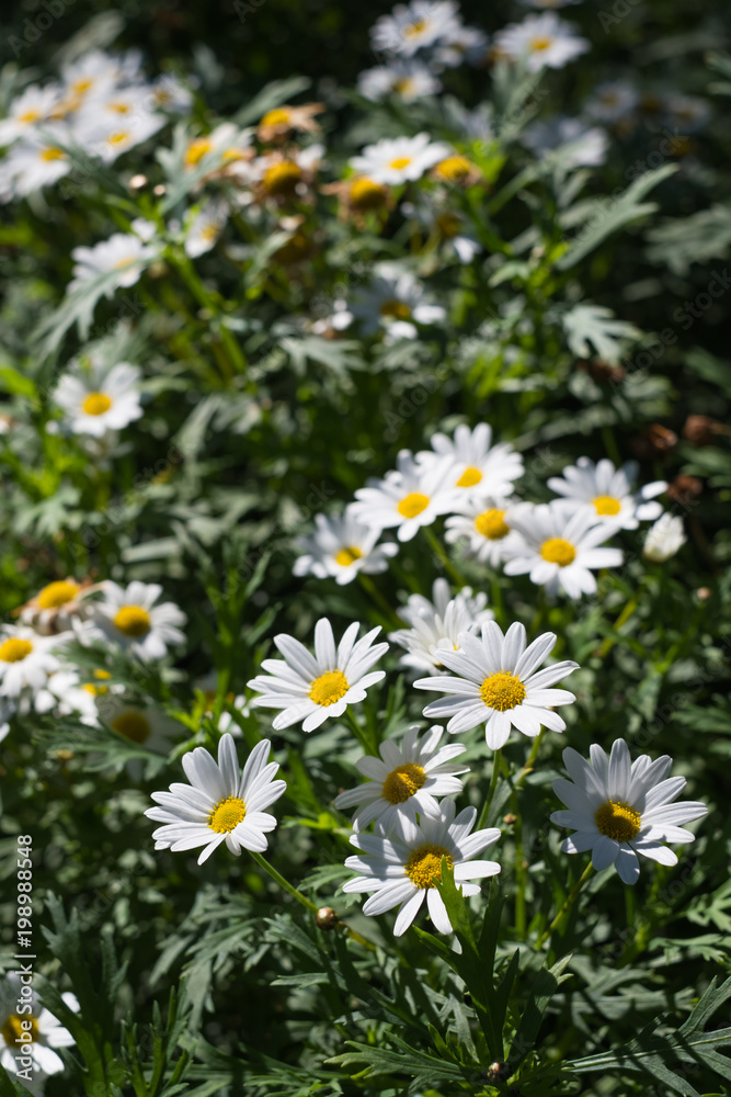 Daisy flower field Daisy flower field