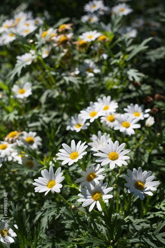 Daisy flower field