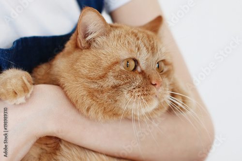 Young cute woman holding a red fluffy cat in her arms and smiling