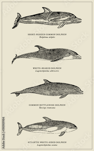 Four different dolphins with scientific names, after antique engravings from 19th century