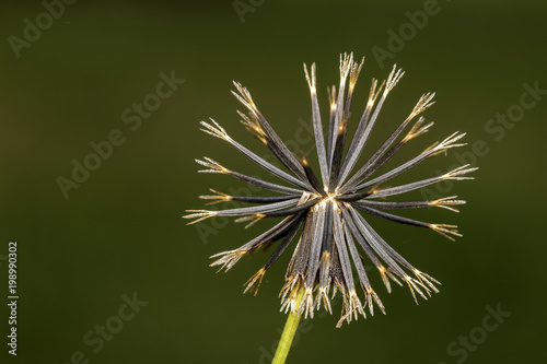 prickly pear seeds extreme close up, Bidens pilosa seeds macro photo