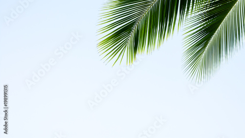 green palm coconut leaf on blue sky background