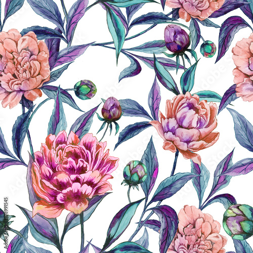 Beautiful colorful peony flowers with green and purple leaves on white backgr...