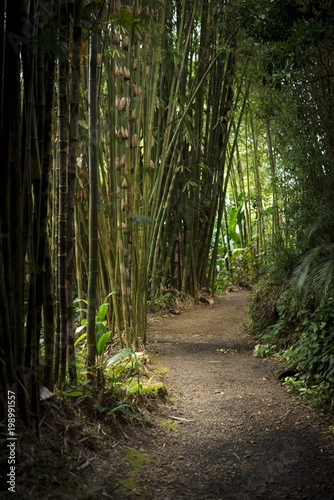 Fototapeta Naklejka Na Ścianę i Meble -  A path in a bamboo forest in Maui, Hawaii