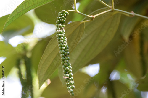Pepper, Kandy Botanical Gardens, Sri Lanka © TheUntravelledWorld