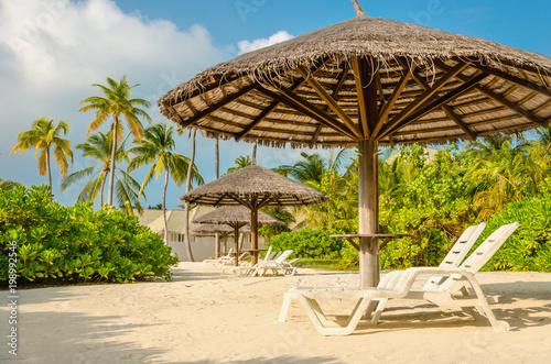 Sunbeds and palm tree umbrellas on a background of exotic palm trees  Maldives