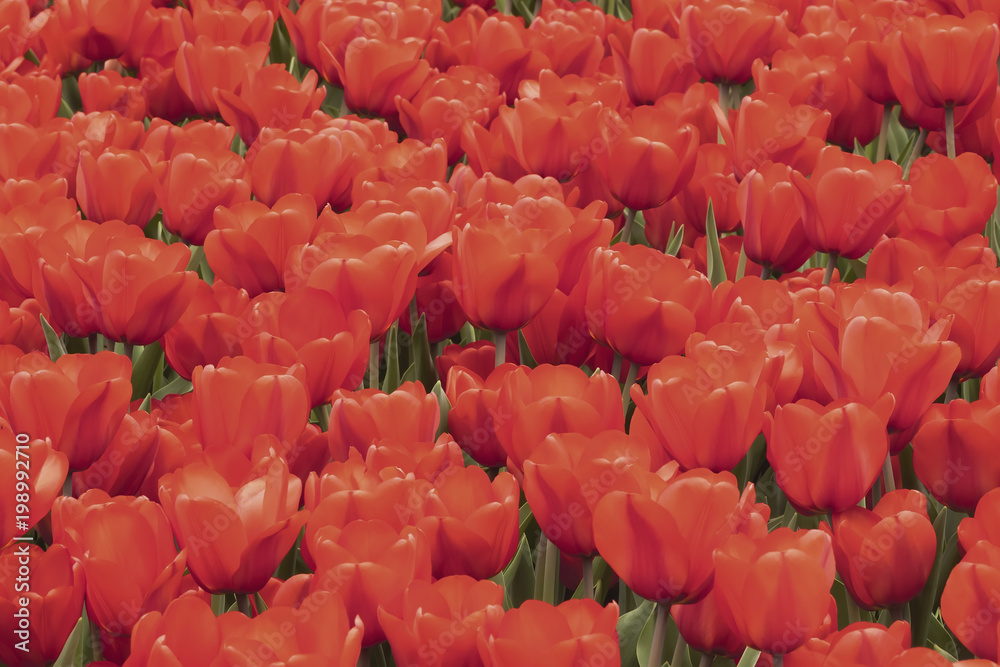 Fototapeta premium Bright picturesque blooming red tulips. Spring, summer natural background, texture, selectiv focus