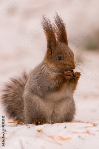 Squirrel gnaws nuts