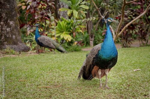 Canvastavla Two peacocks at the Garden of Eden in Maui, Hawaii