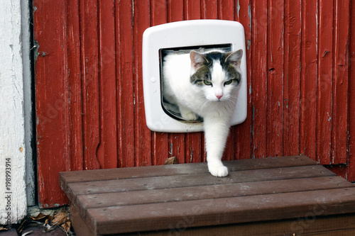 Domestic cat using cat flap and comes out independently. photo