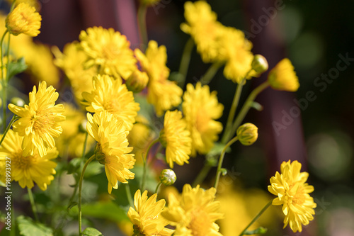 Chrysanthemum flowers bloom in garden