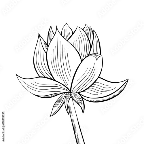 Lotus lily water flower in a vintage woodcut engraved etching style