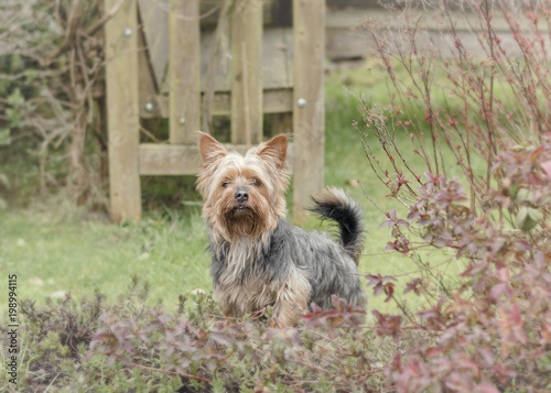 Pets, Yorkshire terrier dog playing in garden © kim