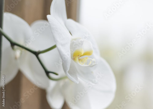 Fototapeta Naklejka Na Ścianę i Meble -  Close-up of White Orchid flower plant