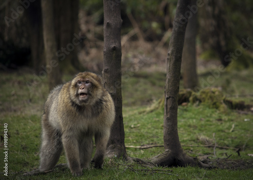 Barbary Macaque Monkey Wildlife in forest