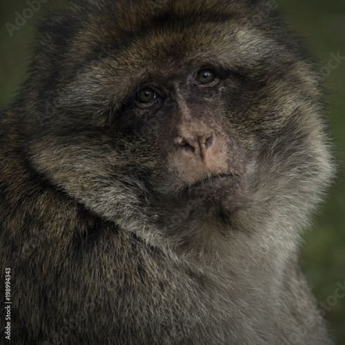 Barbary Macaque Monkey Wildlife portrait