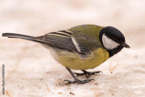Blue tit on the snow. Close-up. © faustasyan