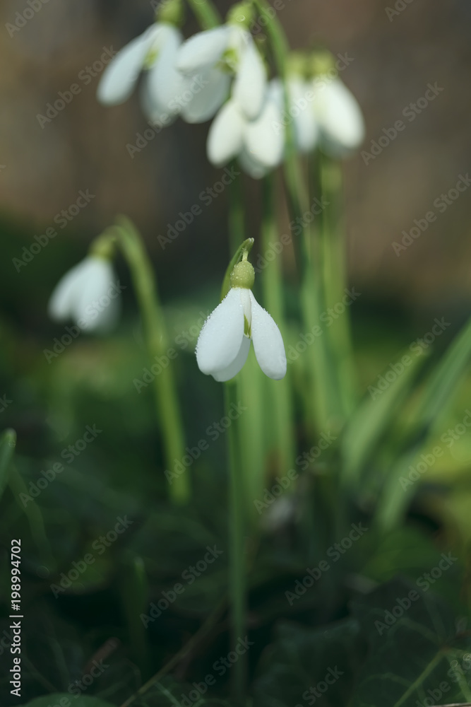 Fototapeta premium flowers first spring snowdrops. natural dark garden background. 