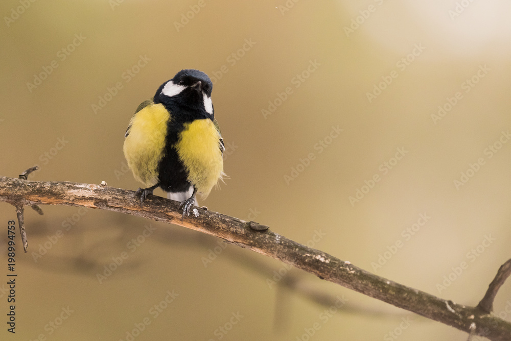 Obraz premium Blue tit on a branch. Close-up.